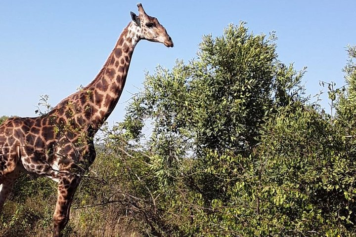 Durban Day Safari - Photo 1 of 3